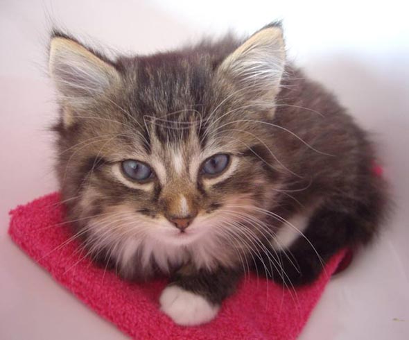 Guus longhair tabby kitten
