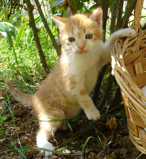 Kitten and Basket orange tabby kitten