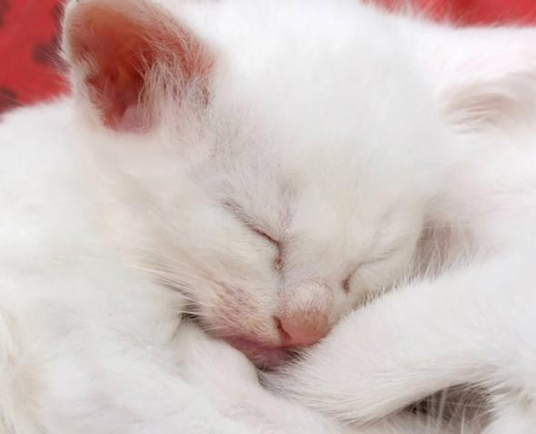  all-white sleeping kitten