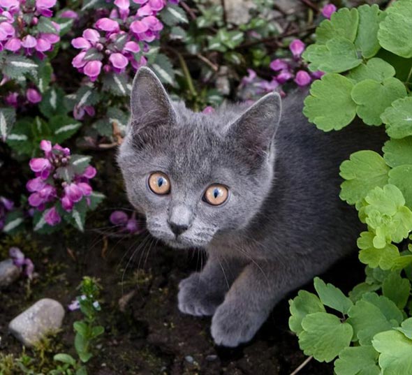  all-grey domestic shorthair kitten