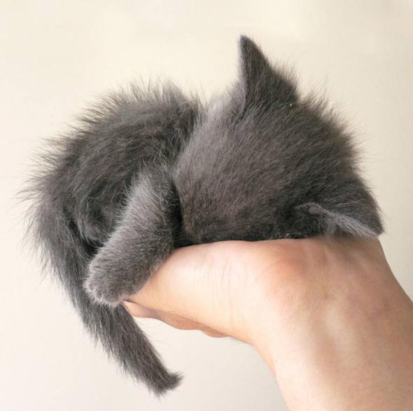  all-grey kitten