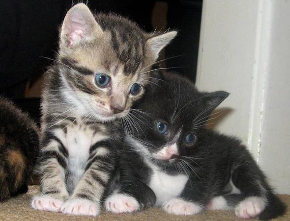 Fifi's Kittens domestic shorthair multiple-kittens tabby tuxedo kitten
