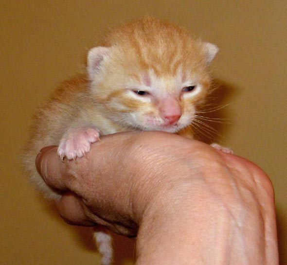 Chester orange kitten