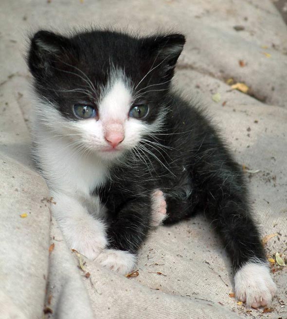  black-and-white kitten