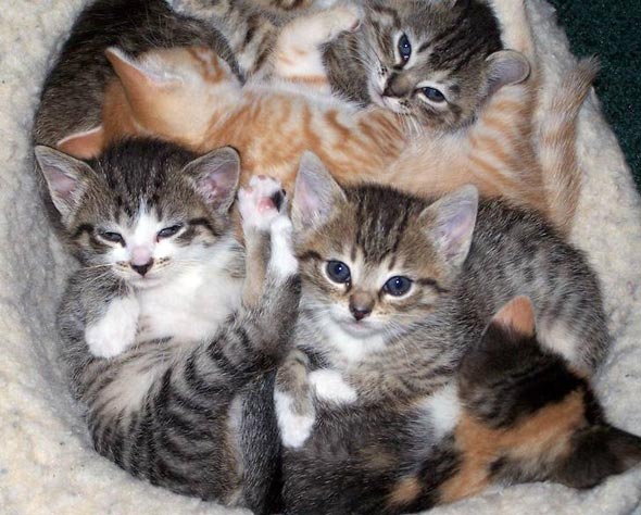 Mommy Mari's kittens multiple-kittens kitten