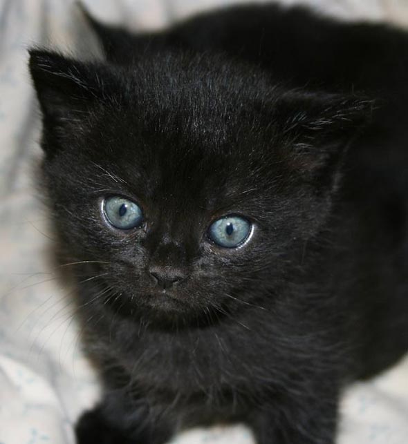 Gandalf's Kitten all-black domestic shorthair kitten