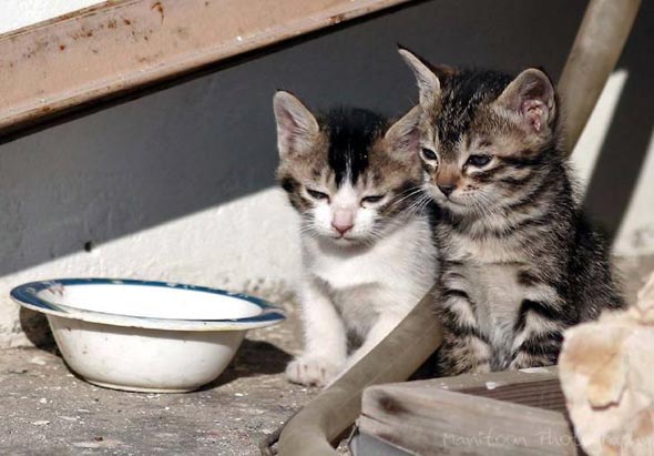 Sisters in Pakistan multiple-kittens kitten