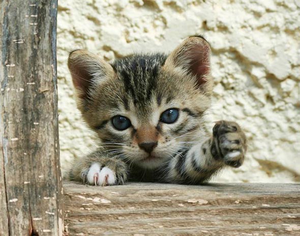 Feral Kitten in Greece tabby kitten