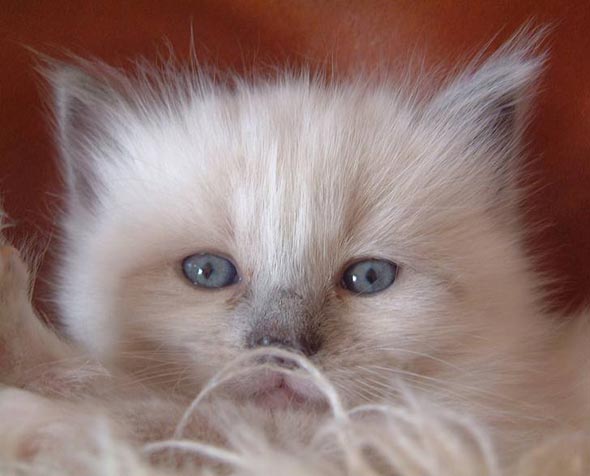 Muffin colorpoint domestic longhair kitten