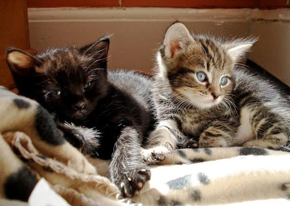 Tibi's First Litter multiple-kittens kitten