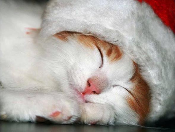 Toby orange-cream kitten