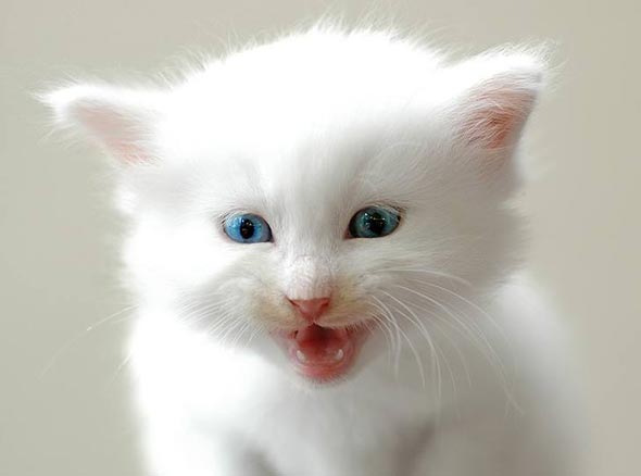 Hiro all white all-white kitten