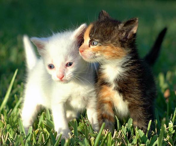 Found Foster Kittens [3]  kitten