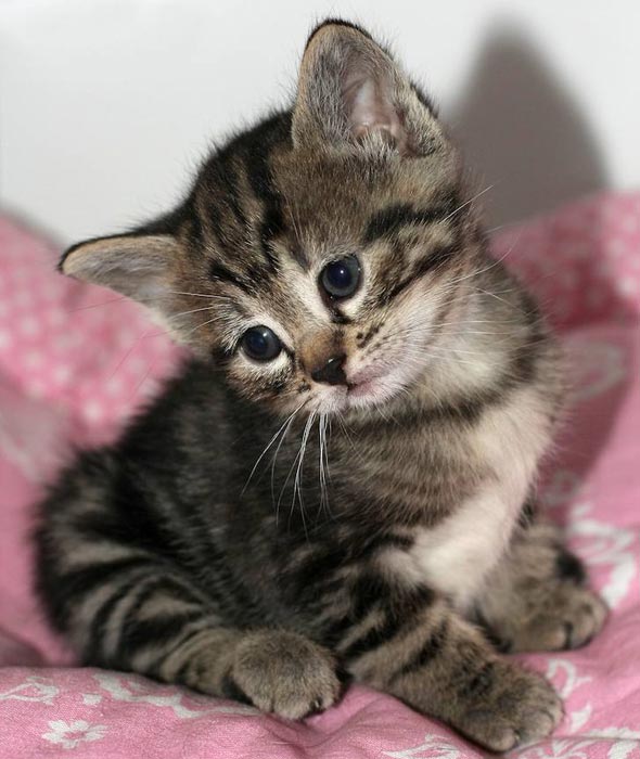 Tabby Kitten in France tabby kitten