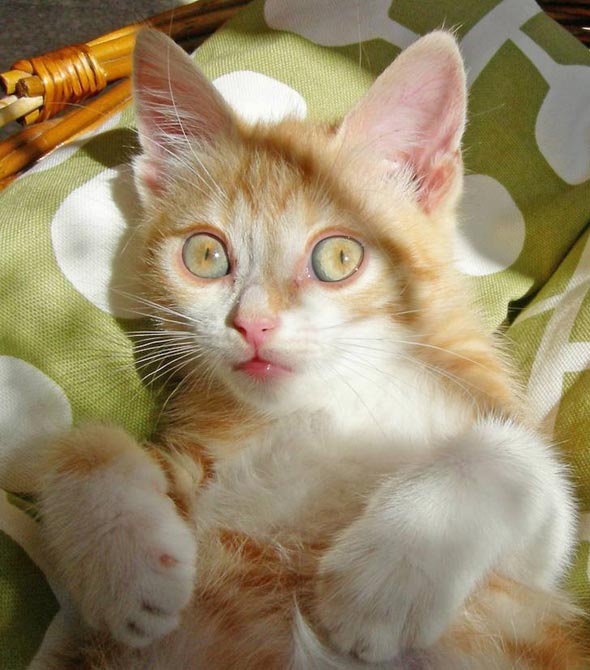 Pippy orange kitten