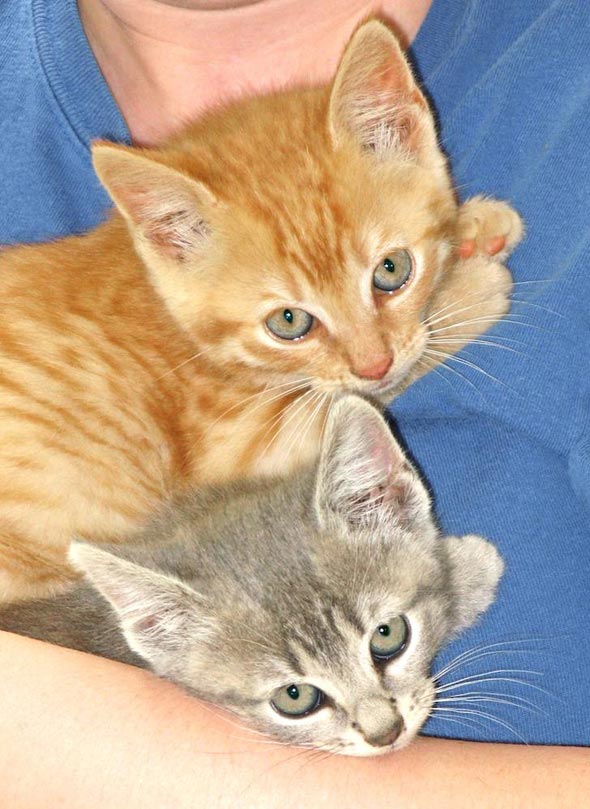 Elvis and Priscilla [7] kitten