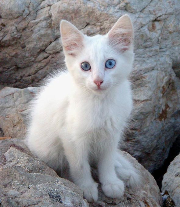 Feral Kitten in Andalucia all-white blue-eyed multiple kittens multiple-kittens van kitten