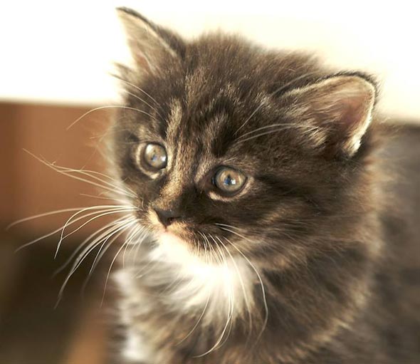 Antonio Banderas Kurilian Bobtail kitten