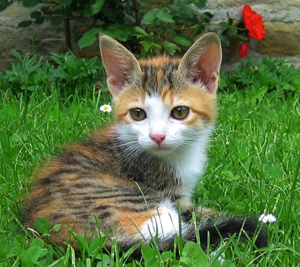 Monica Bellucci [3] kitten