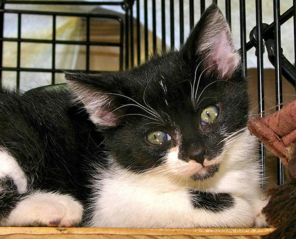 Miss Maddie black-and-white kitten