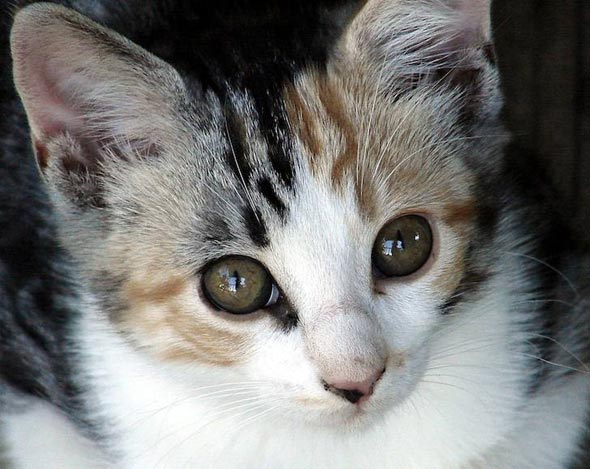 Callie [3]  kitten