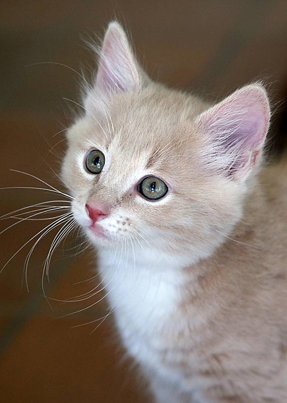 Cotton  kitten