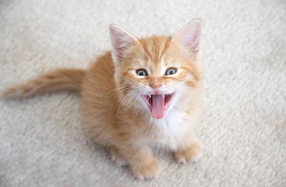 Watson orange kitten