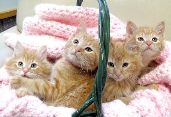 The Orange Blossom Special  kitten