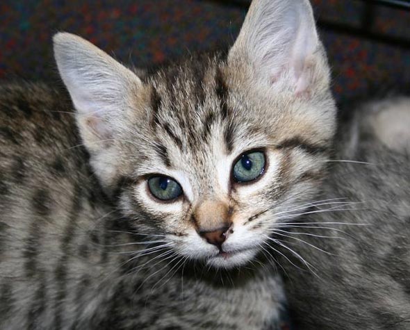 Kentucky Kitten  kitten