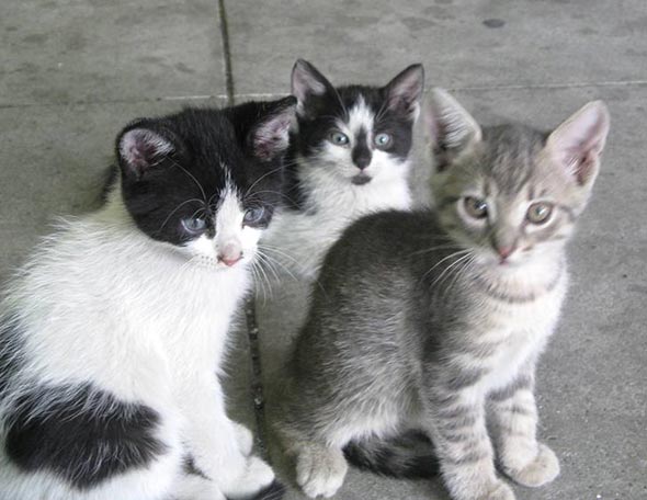 Duta's Kittens  kitten