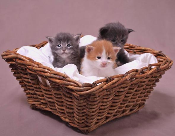 Maine Coon Kittens  kitten