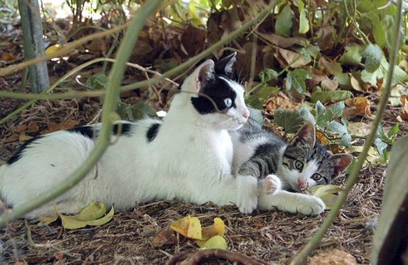 Kittens on a Kibbutz  kitten