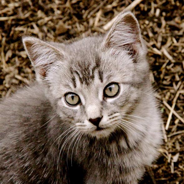 Ohio Barn Kittens: Part 2 of 4  kitten