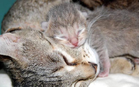Precious's Kittens  kitten