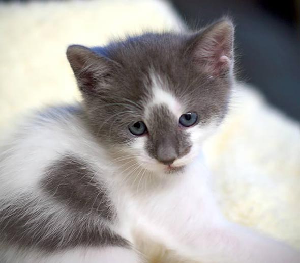 Six Adoptable Kittens Part 1: Ash  kitten