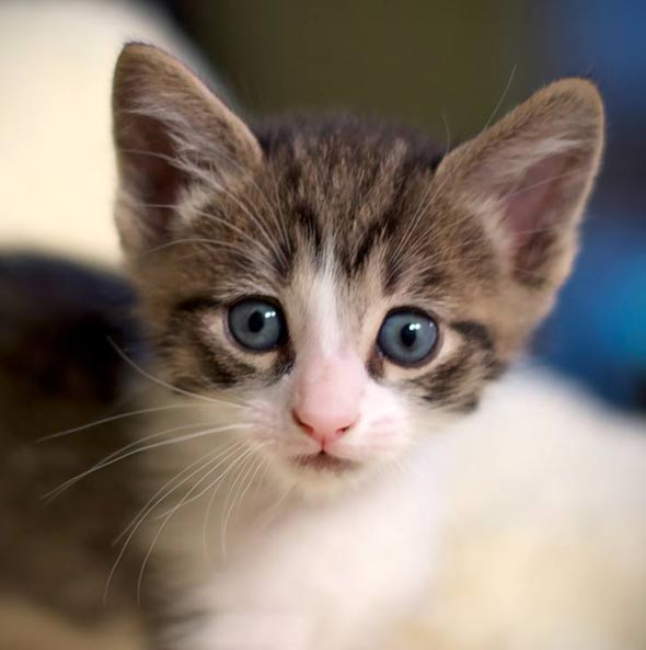 Six Adoptable Kittens Part 2: Brit  kitten
