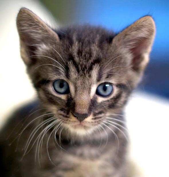 Six Adoptable Kittens Part 3: Masq  kitten