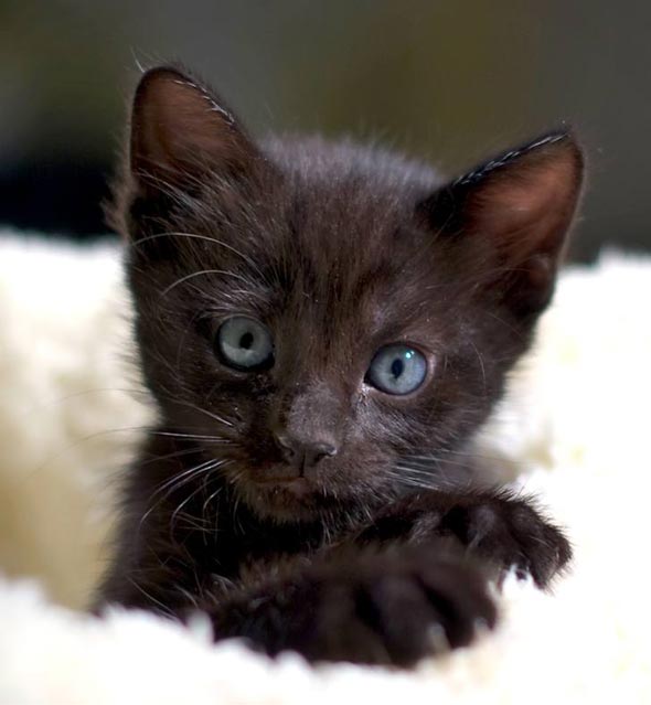 Six Adoptable Kittens Part 4: Mydnight  kitten