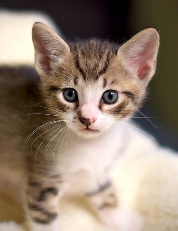 Six Adoptable Kittens Part 5: Nugget  kitten