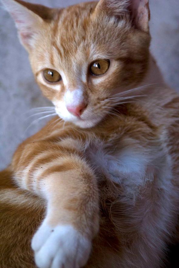 Leo [4]  kitten