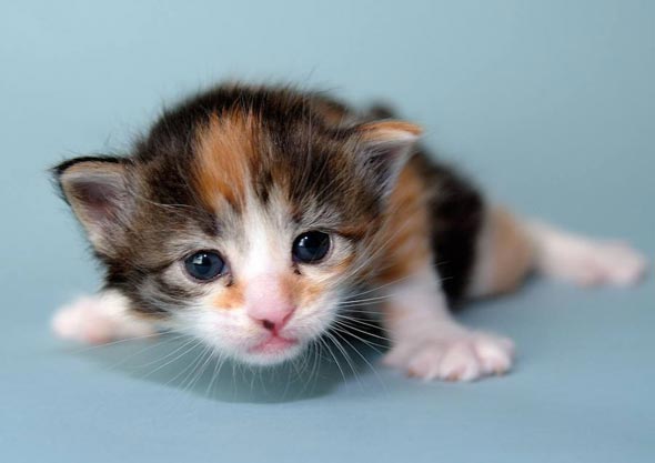 Cassie's Kittens Part 2: Abigail  kitten