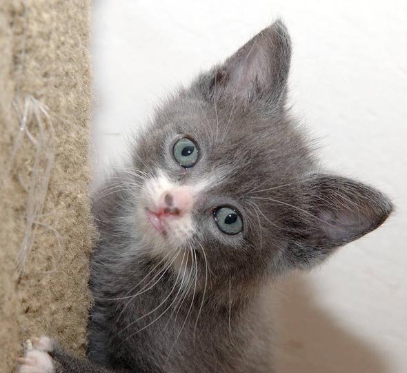Grey and White Kittens Part 1: Petey  kitten