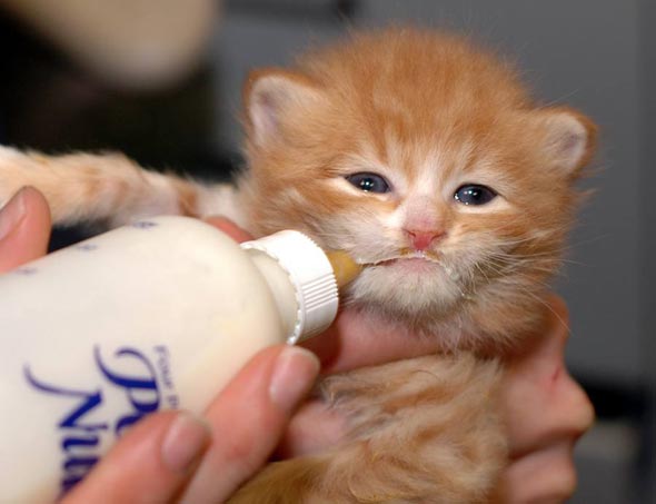 Bottle Baby  kitten