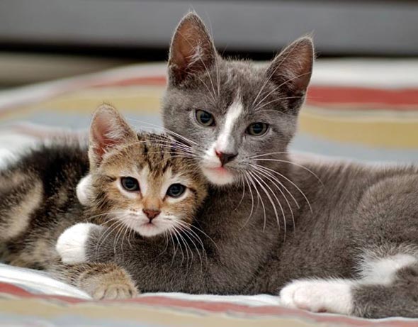 Encore: Dudu and Momo [7]  kitten