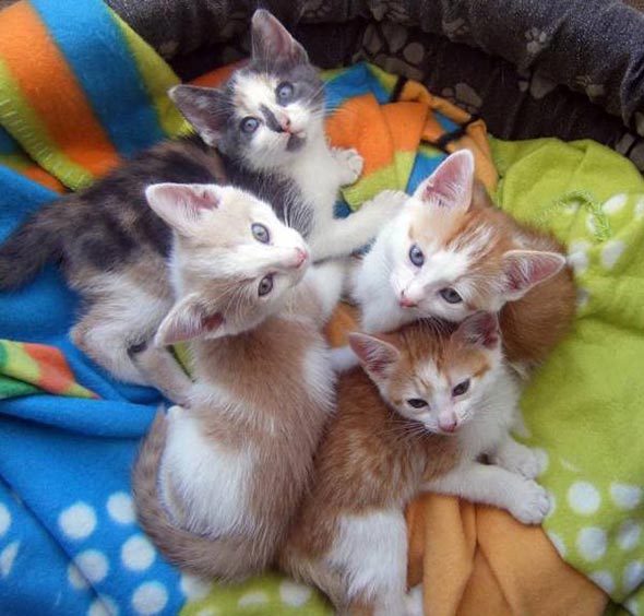 Gandalf's Playmates [6]  kitten