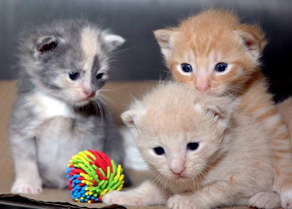 Shelter Kittens  kitten