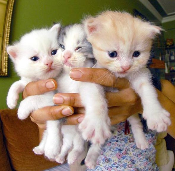 A Cat Family in Turkey [4] kitten