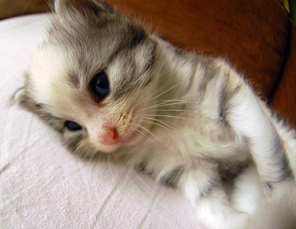 Good Morning Kitten - A Cat Family in Turkey [3] - June 30, 2015