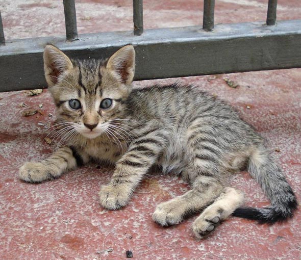 Kitten in Croatia  kitten