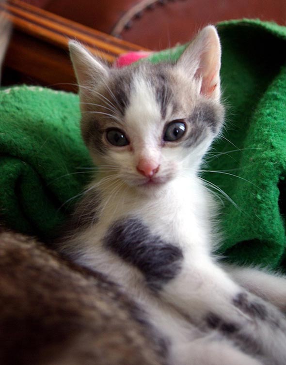 Andelle's Kittens Part 1: Mercure  kitten